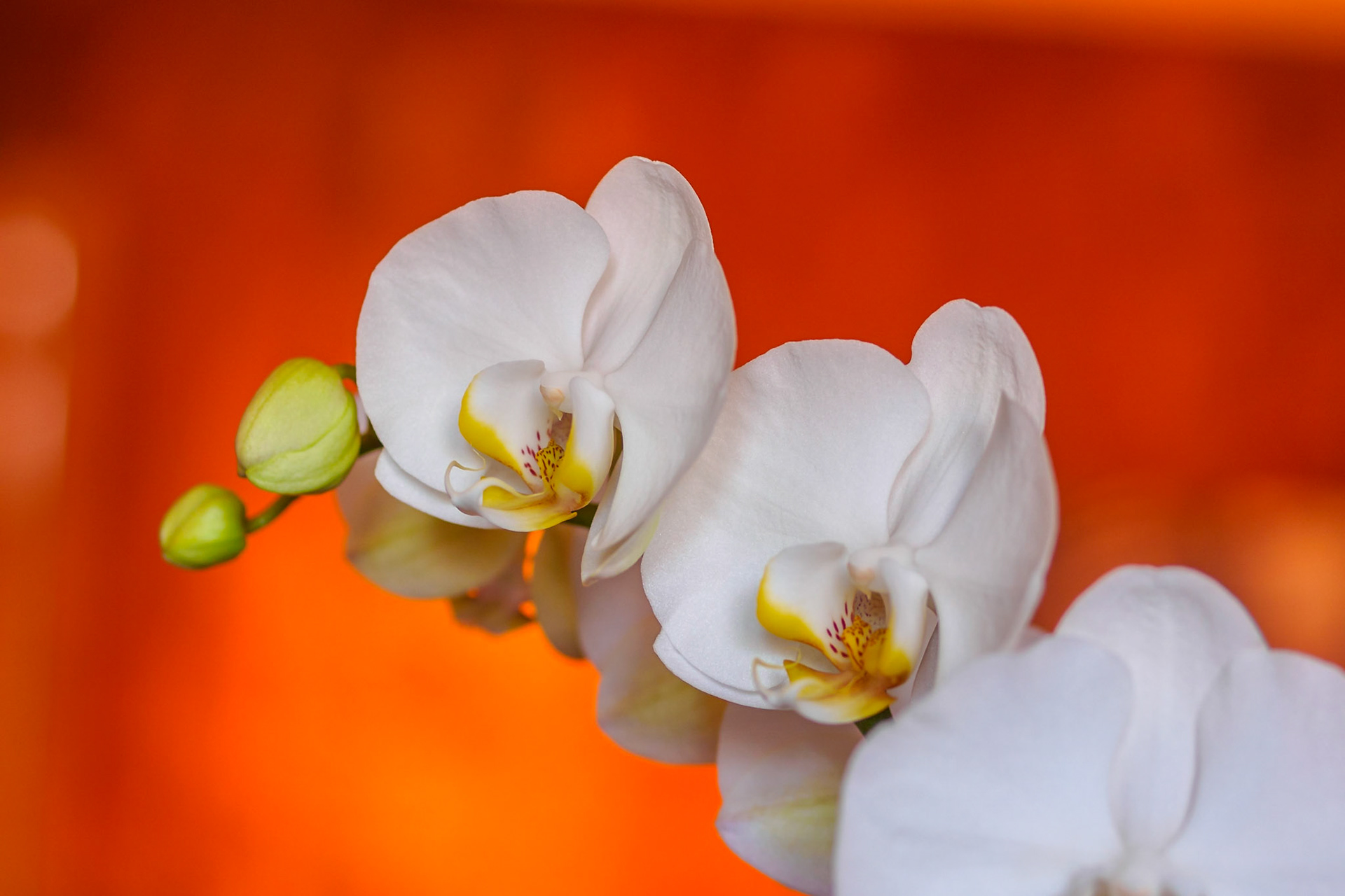 White orchid on a birght orange background