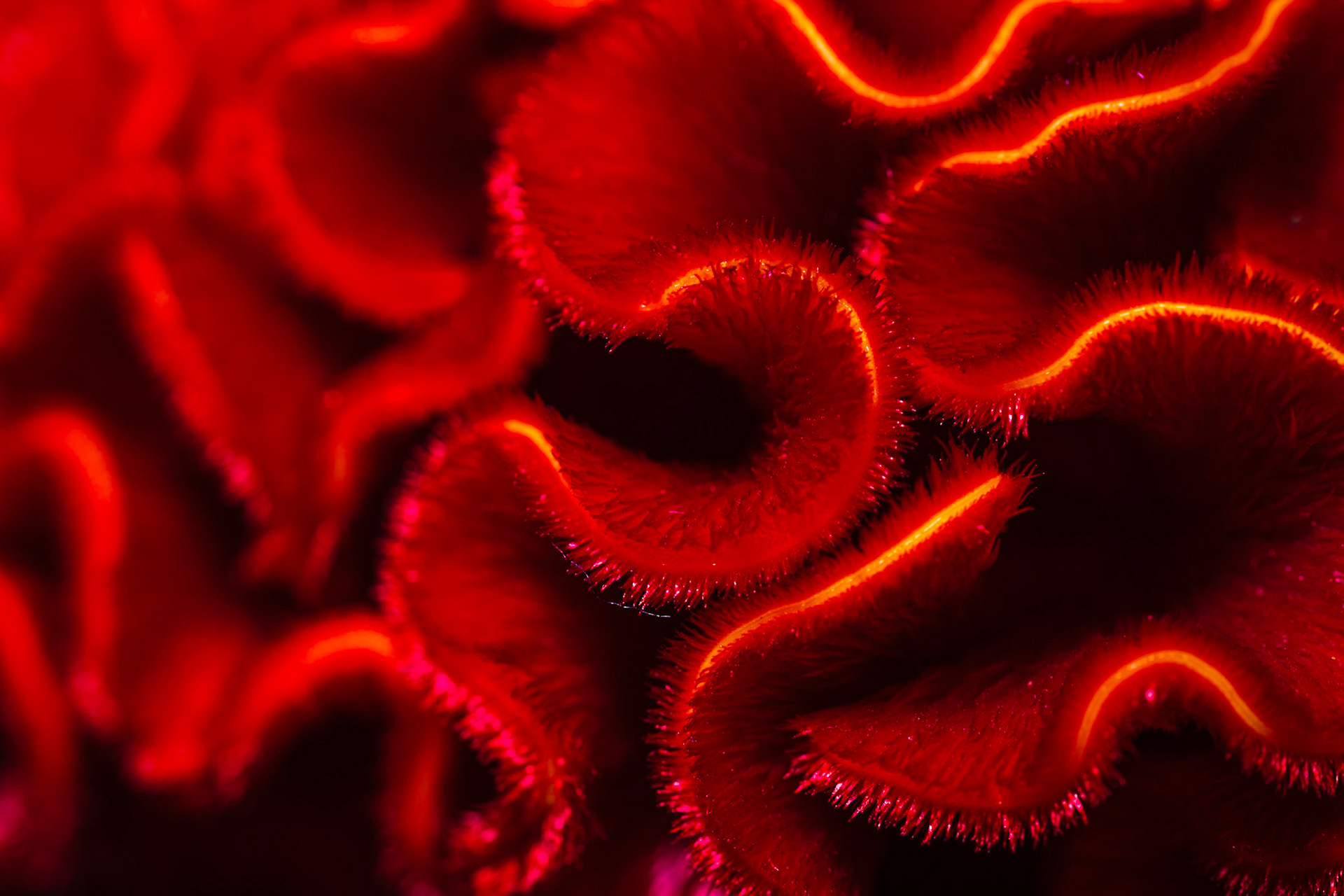 Abstract red serpentine I