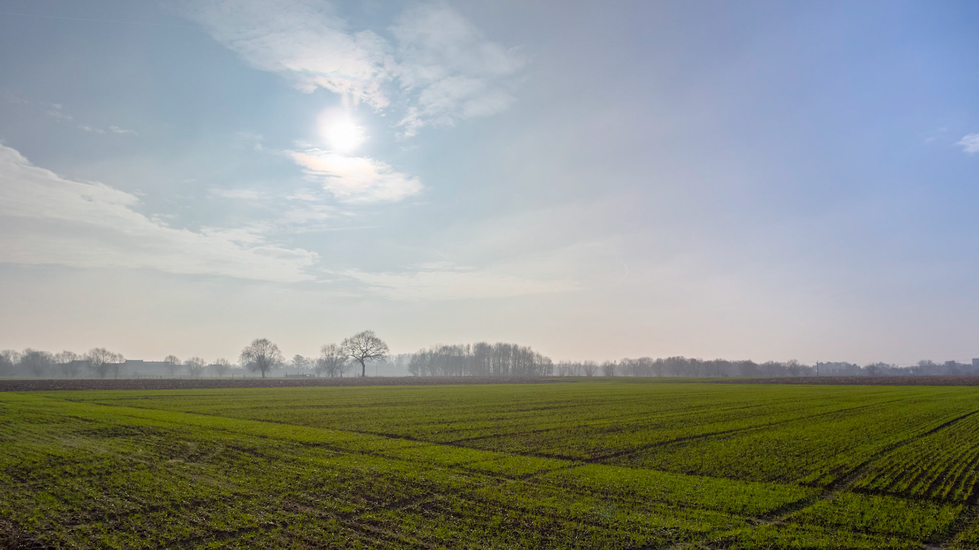 Light green growth on a sunlit rural field lined by far away trees