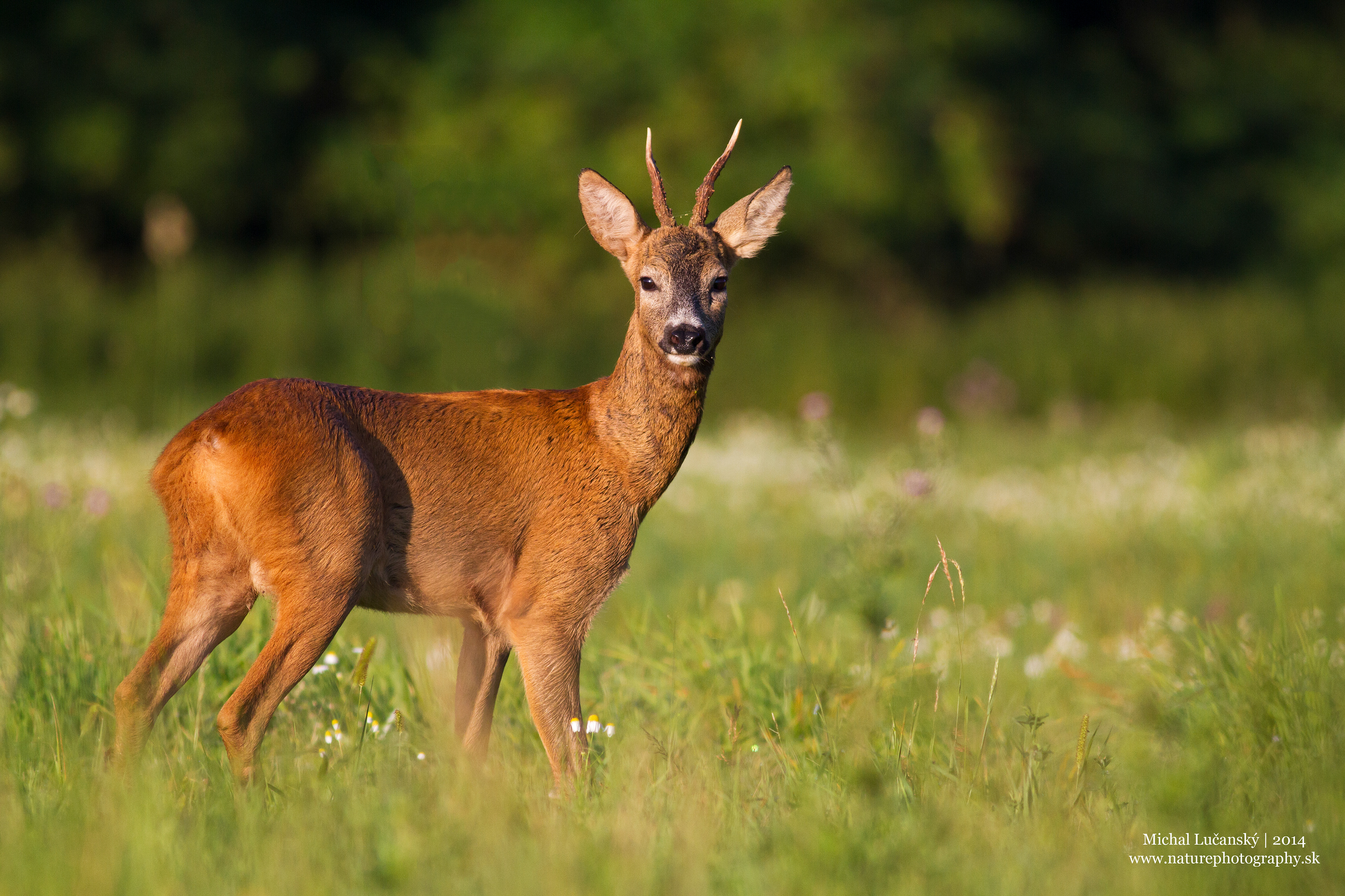 Canon EOS 5D Mark III + EF500mm f/4L IS USM +1.4x