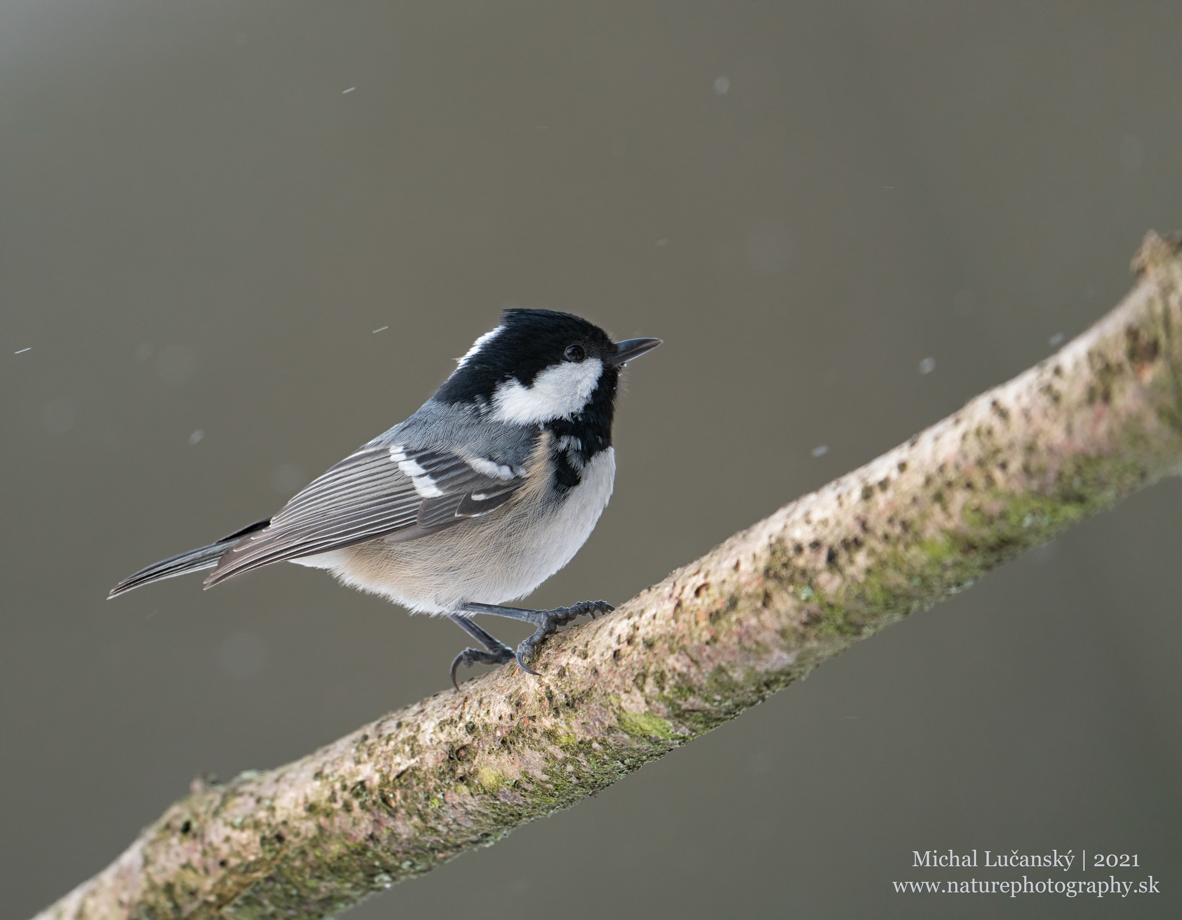 Sýkorka uhliarka | Coal tit | Periparus ater