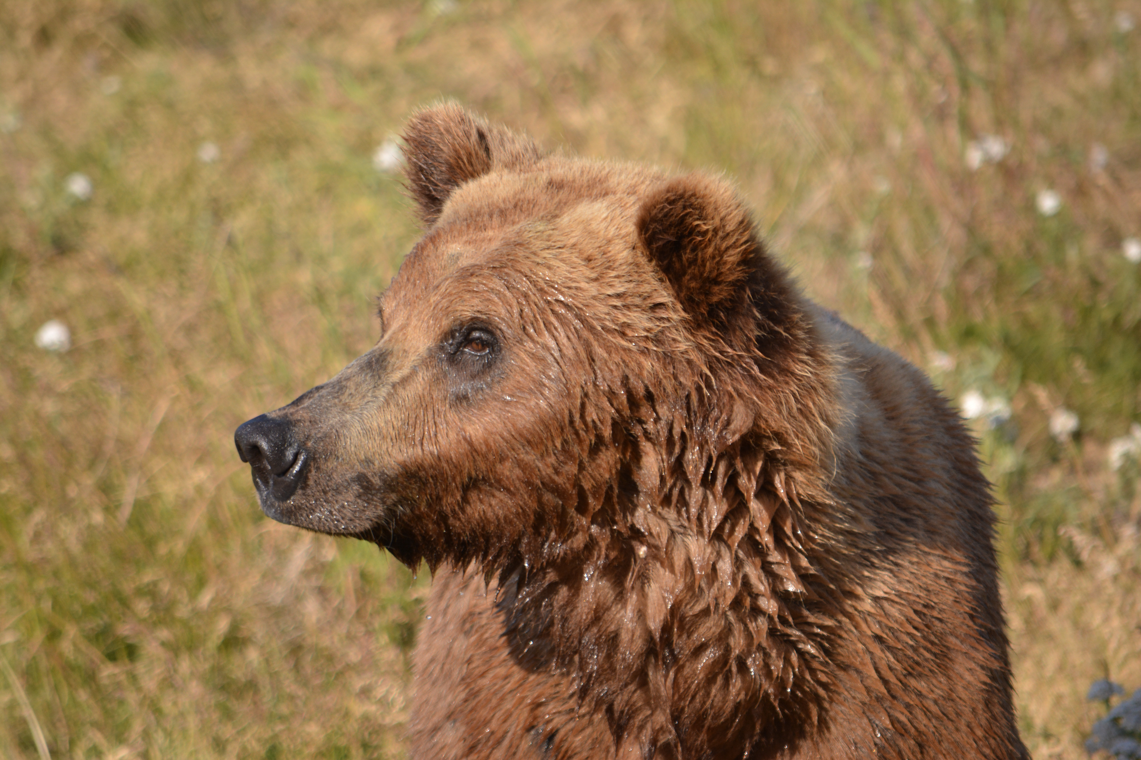 Bear, headshot - Freddie Dyke, 2015-07-01, Katmai National Park Alaska, 1/800s f/5.6 300mm