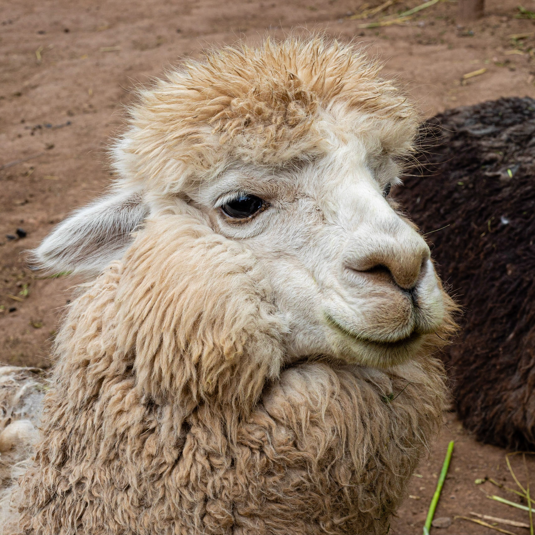 Lama