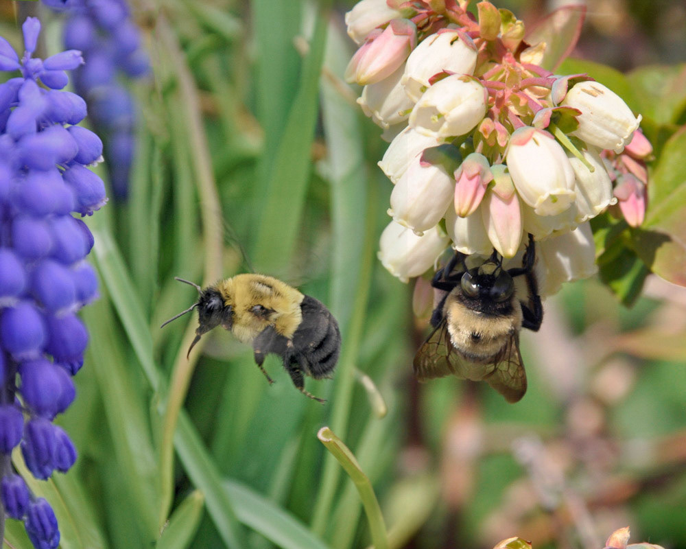 Blossom Bees