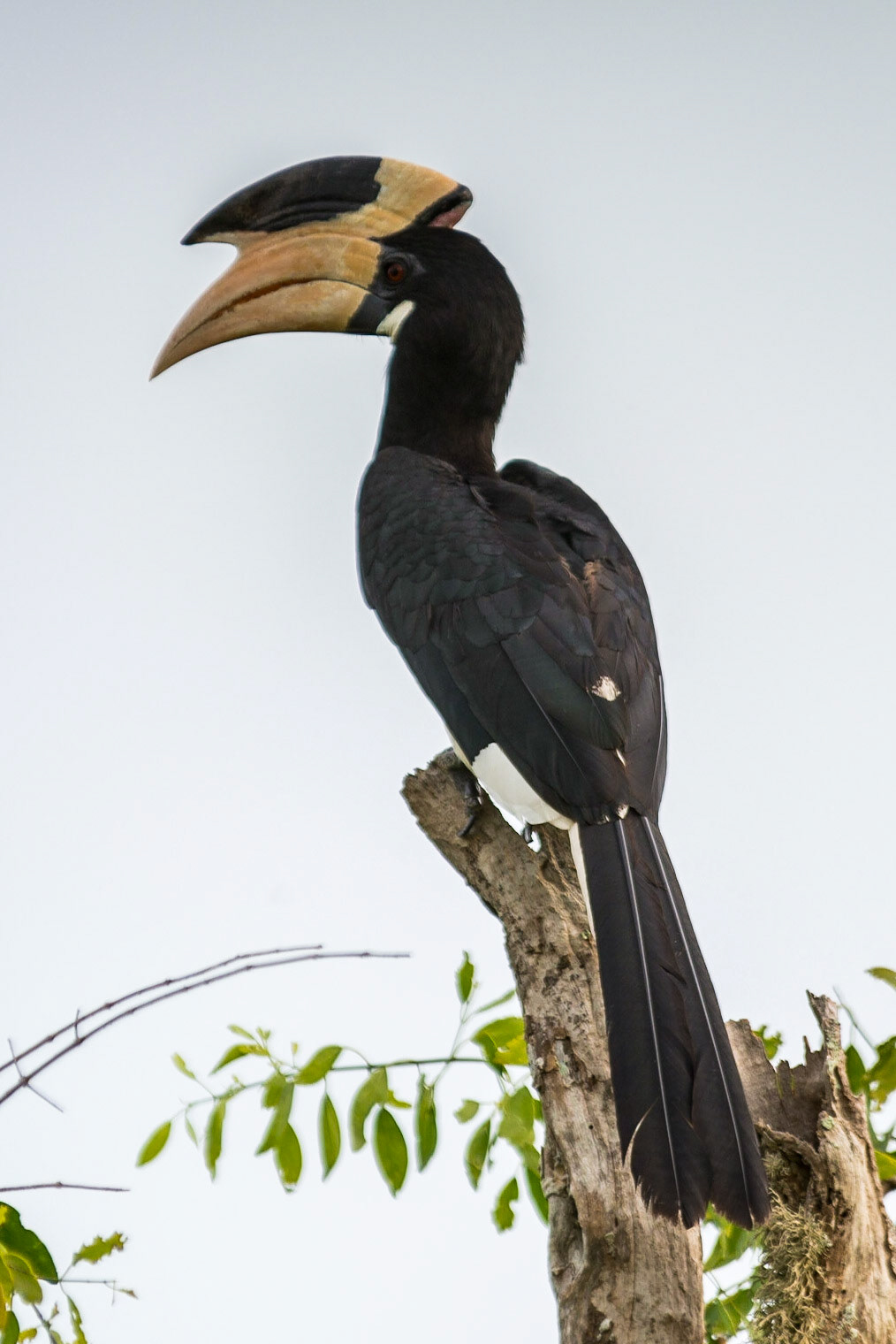 Sri Lanka, Yala National Park