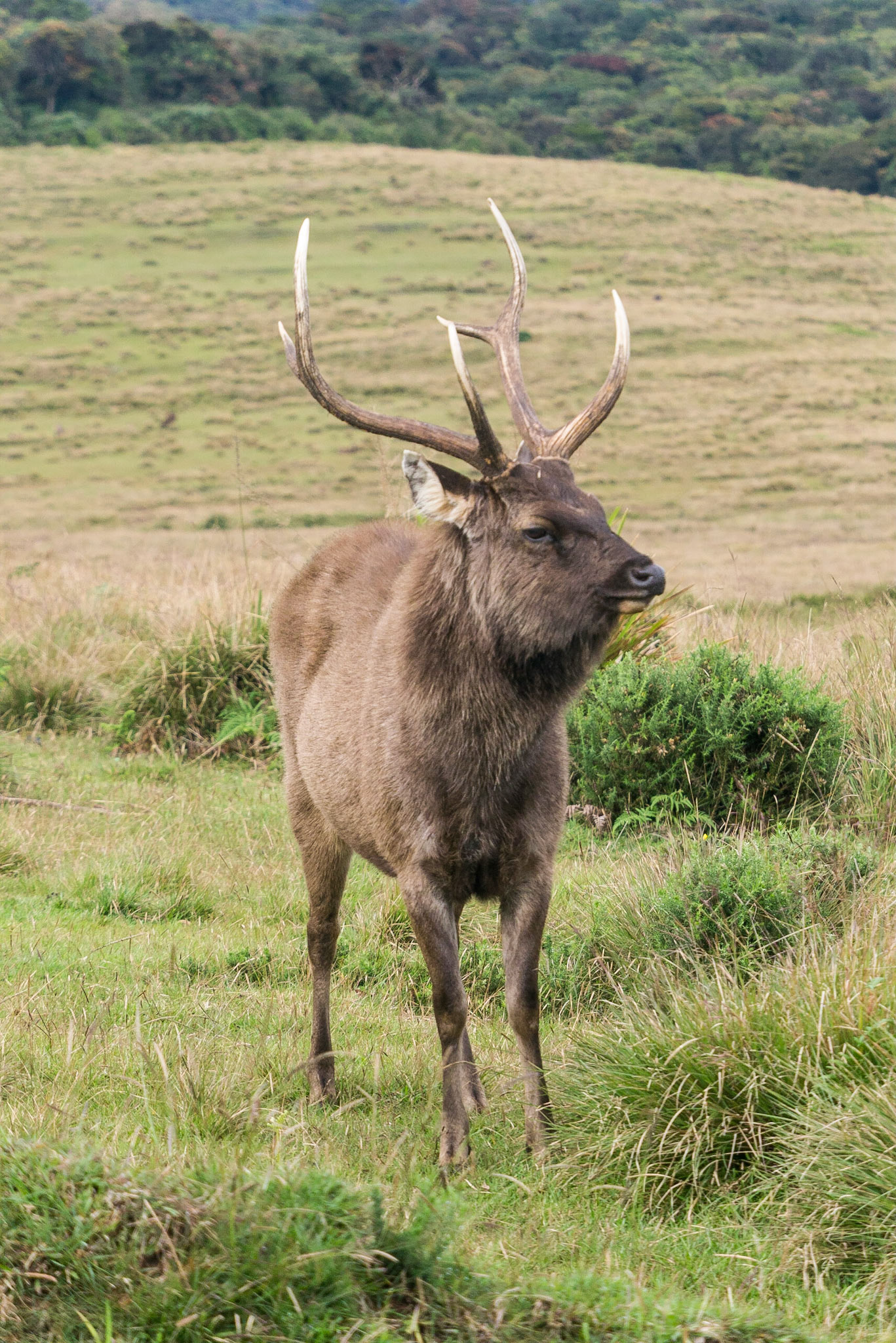Sri Lanka, Horton Plains