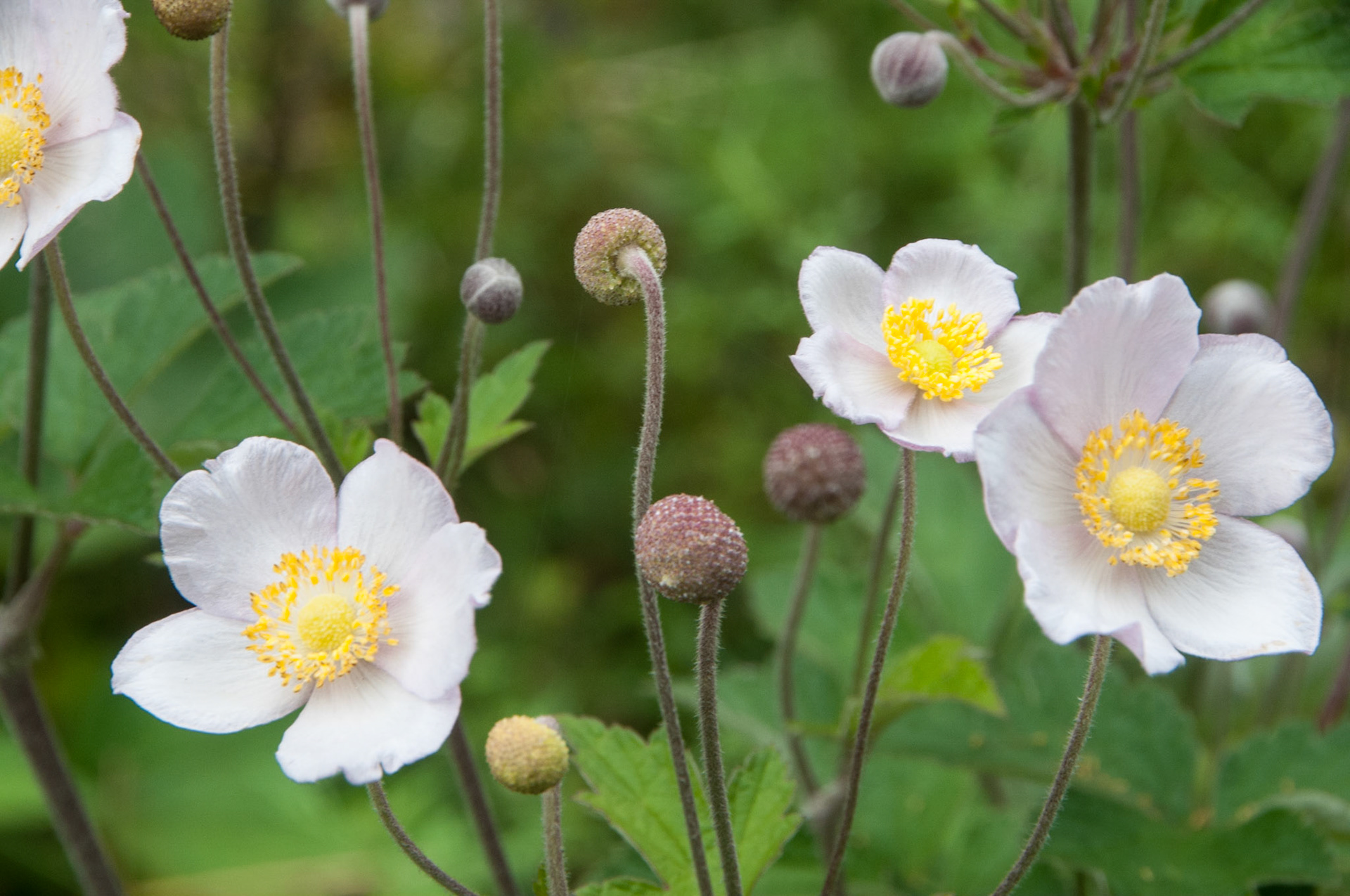 China, Eastern Tibet or Western Sichuan, also krown as Kham,