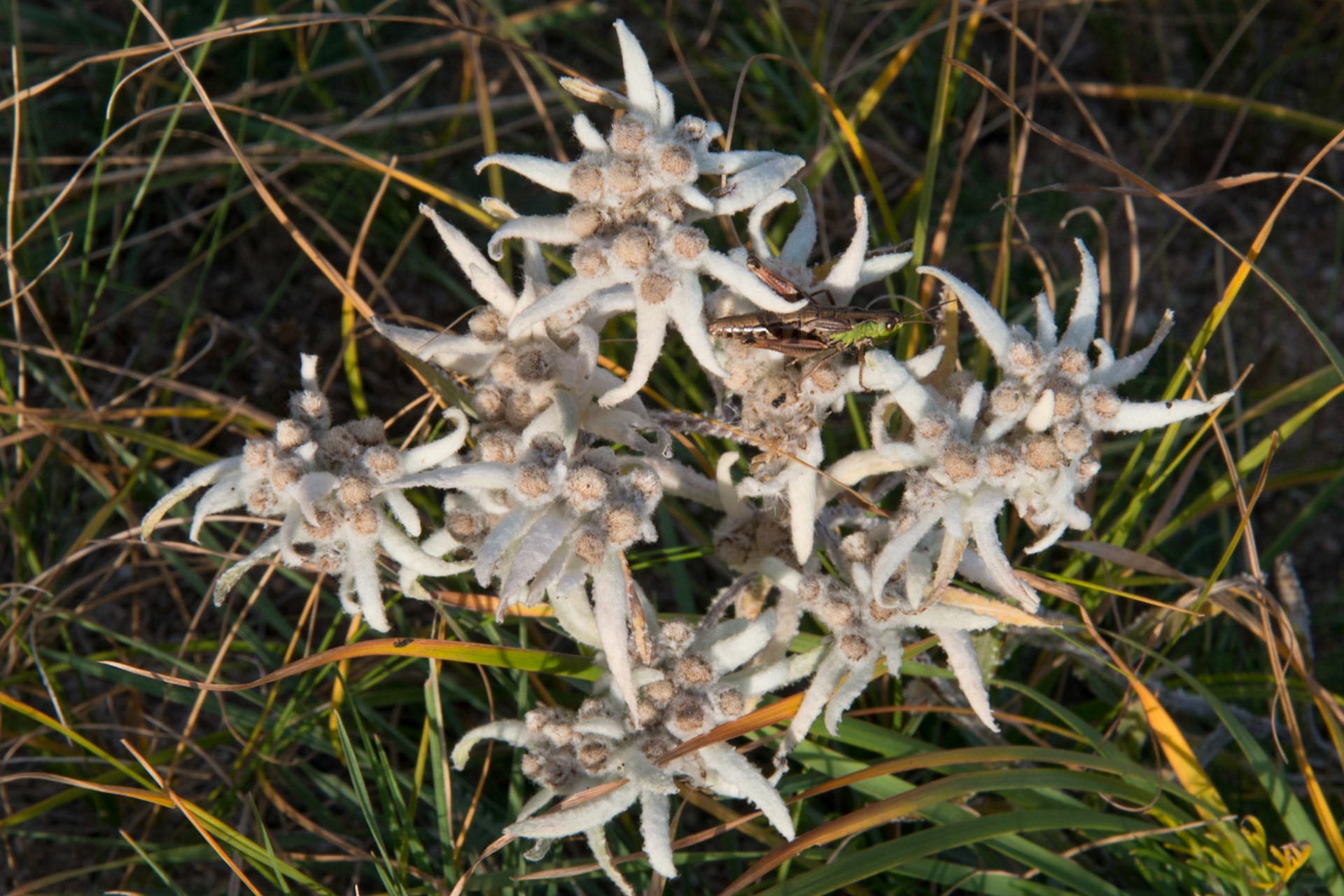 Mongolia, photos from a bicycle tour with Compass Rose Expeditions