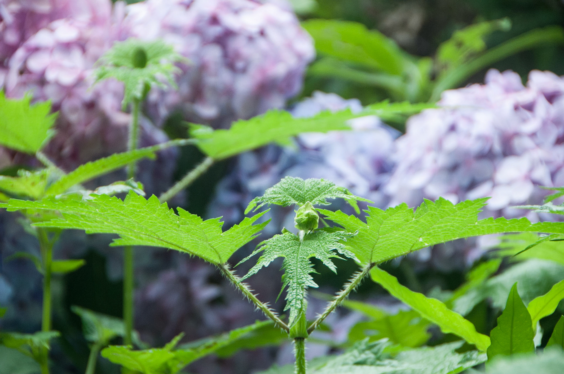 China, Eastern Tibet or Western Sichuan, also krown as Kham,