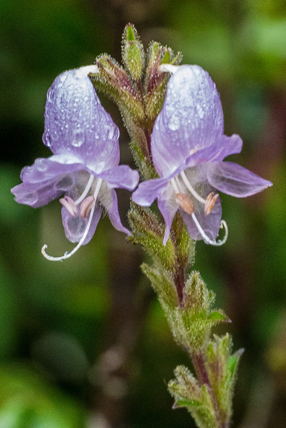 Sri Lanka, Horton Plains