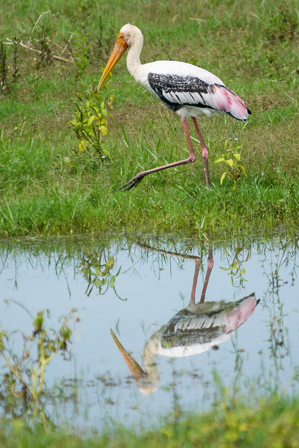 Sri Lanka, Udawalawe National Park