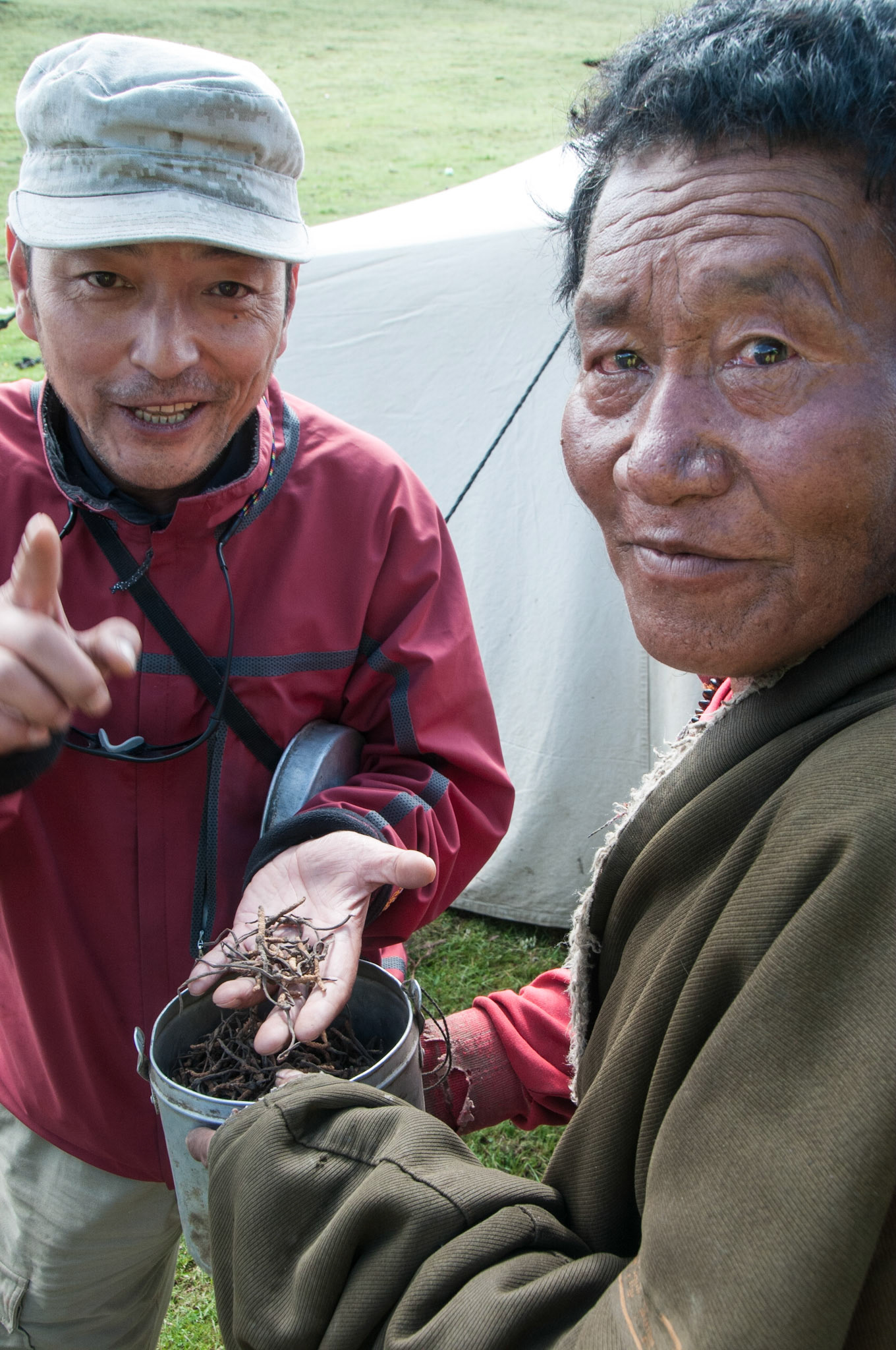 China, Tibet, detail of yasar gumba or yartsu gombu, a fungus infected caterpillar, which the Chinese believe to be an aphrodisiac. Ahem!