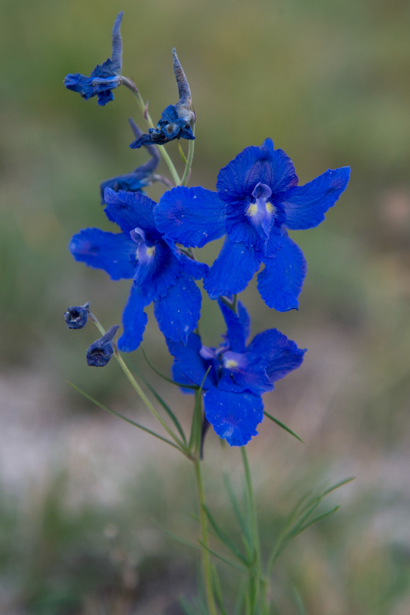 Mongolia, photos from a bicycle tour with Compass Rose Expeditions