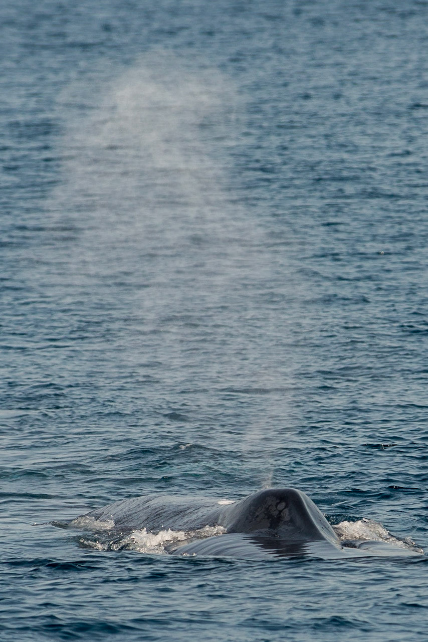 Sri Lanka, blue whale watching