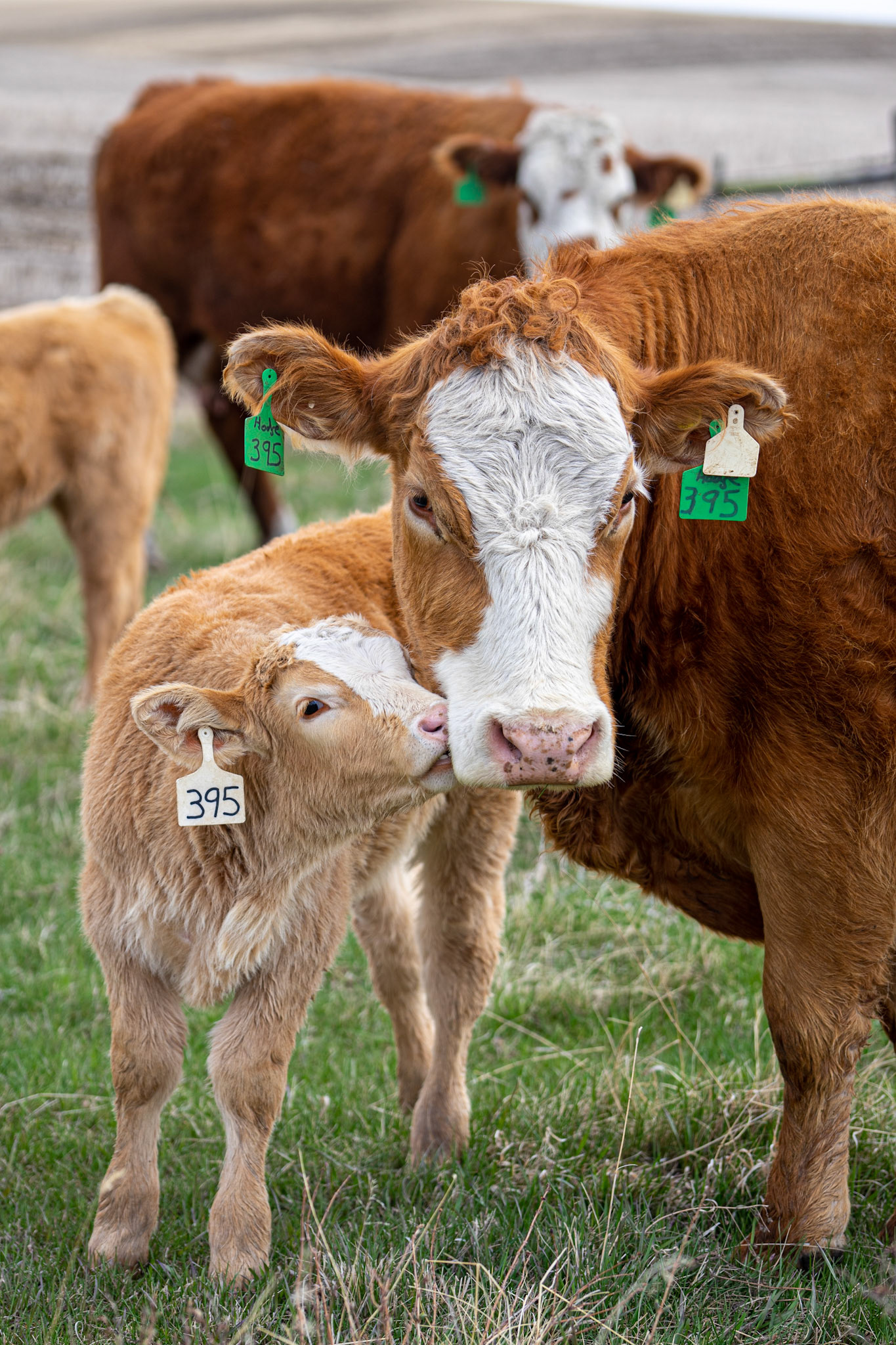 Please pay attentionn mom