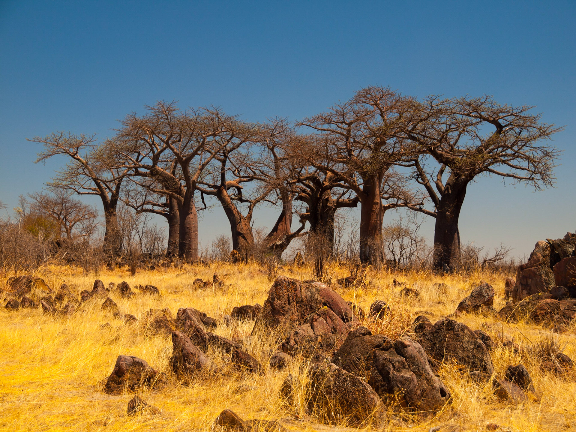 Jižní Afrika