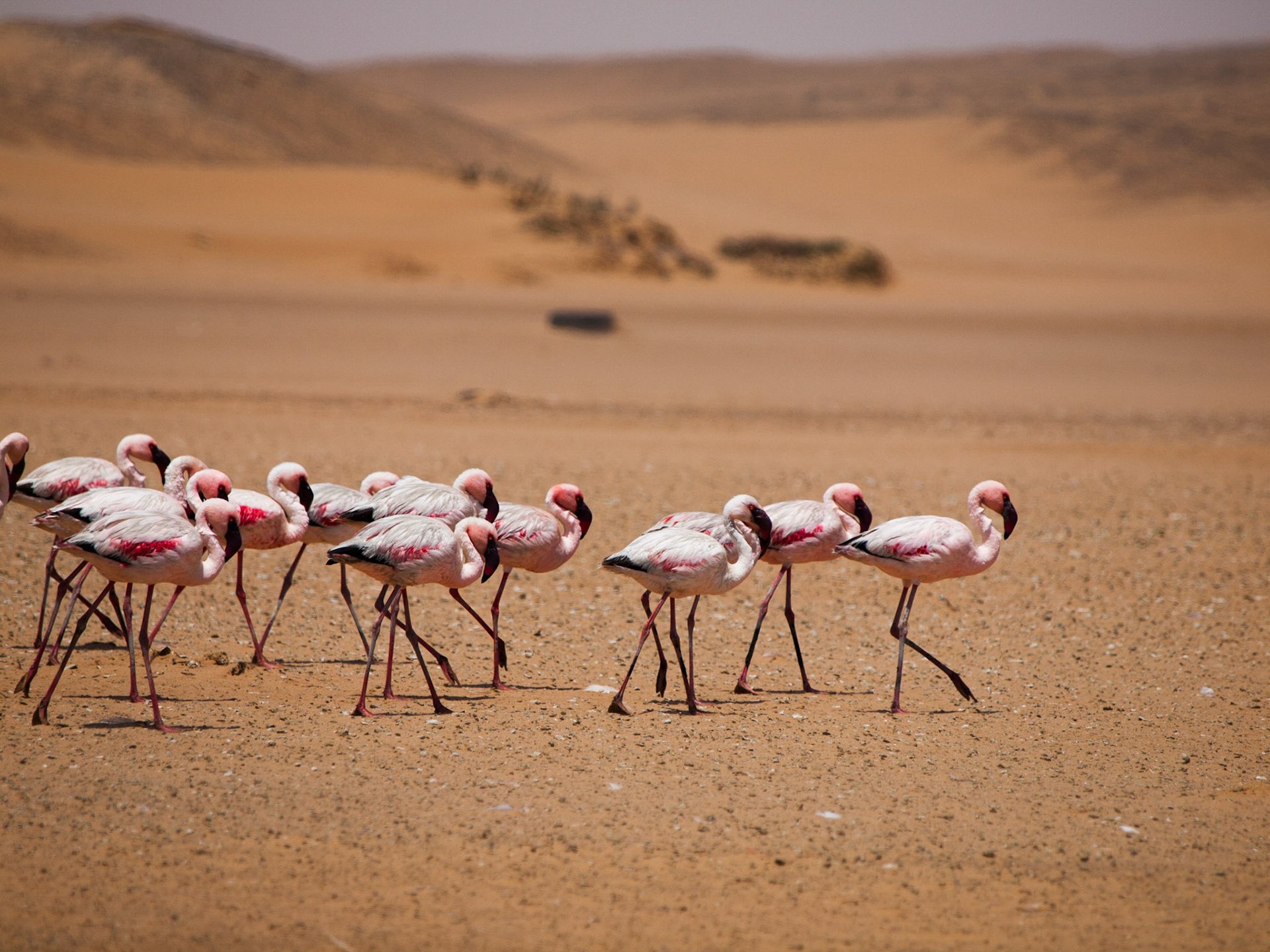 Jižní Afrika