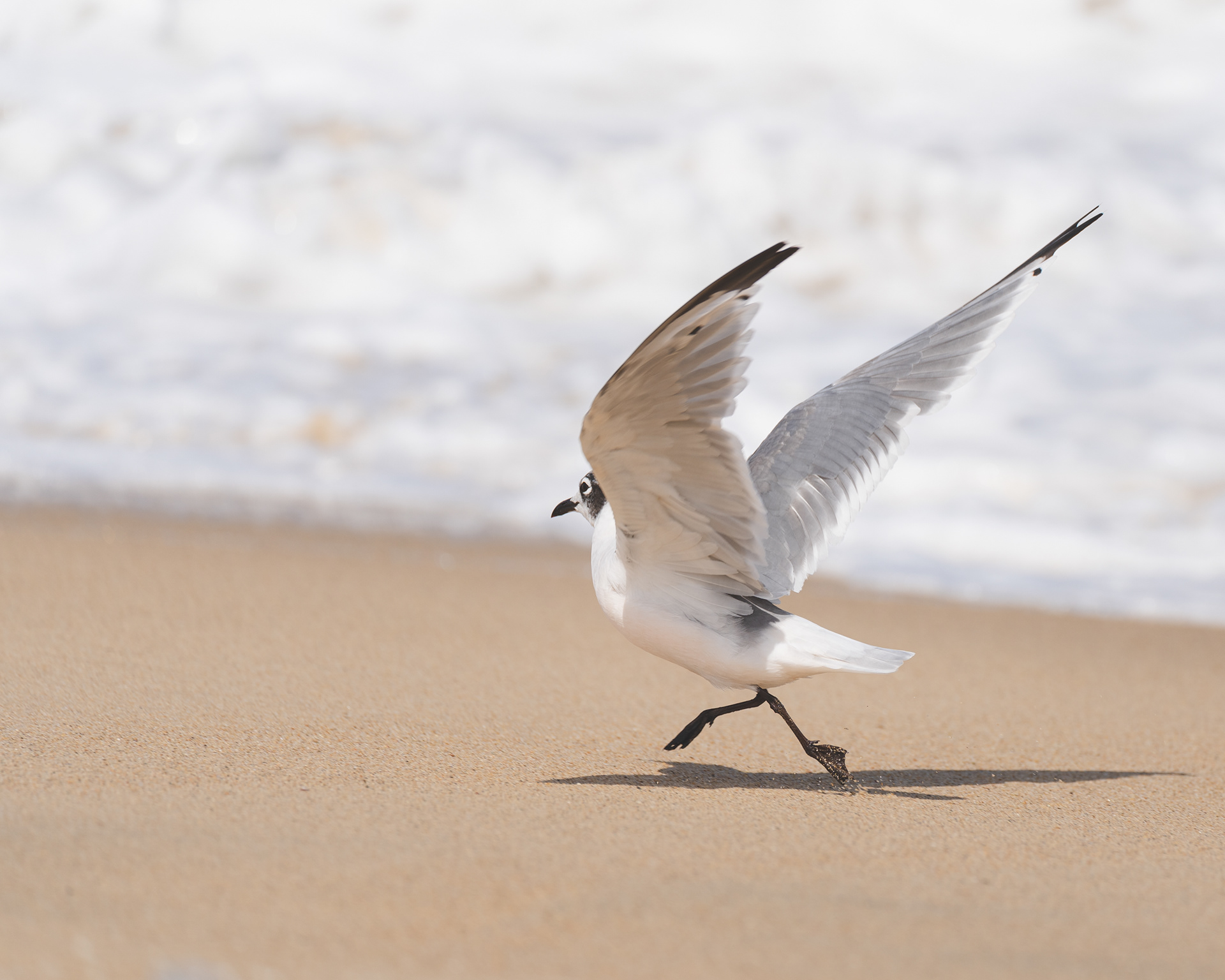 Gaviota de Franklin
