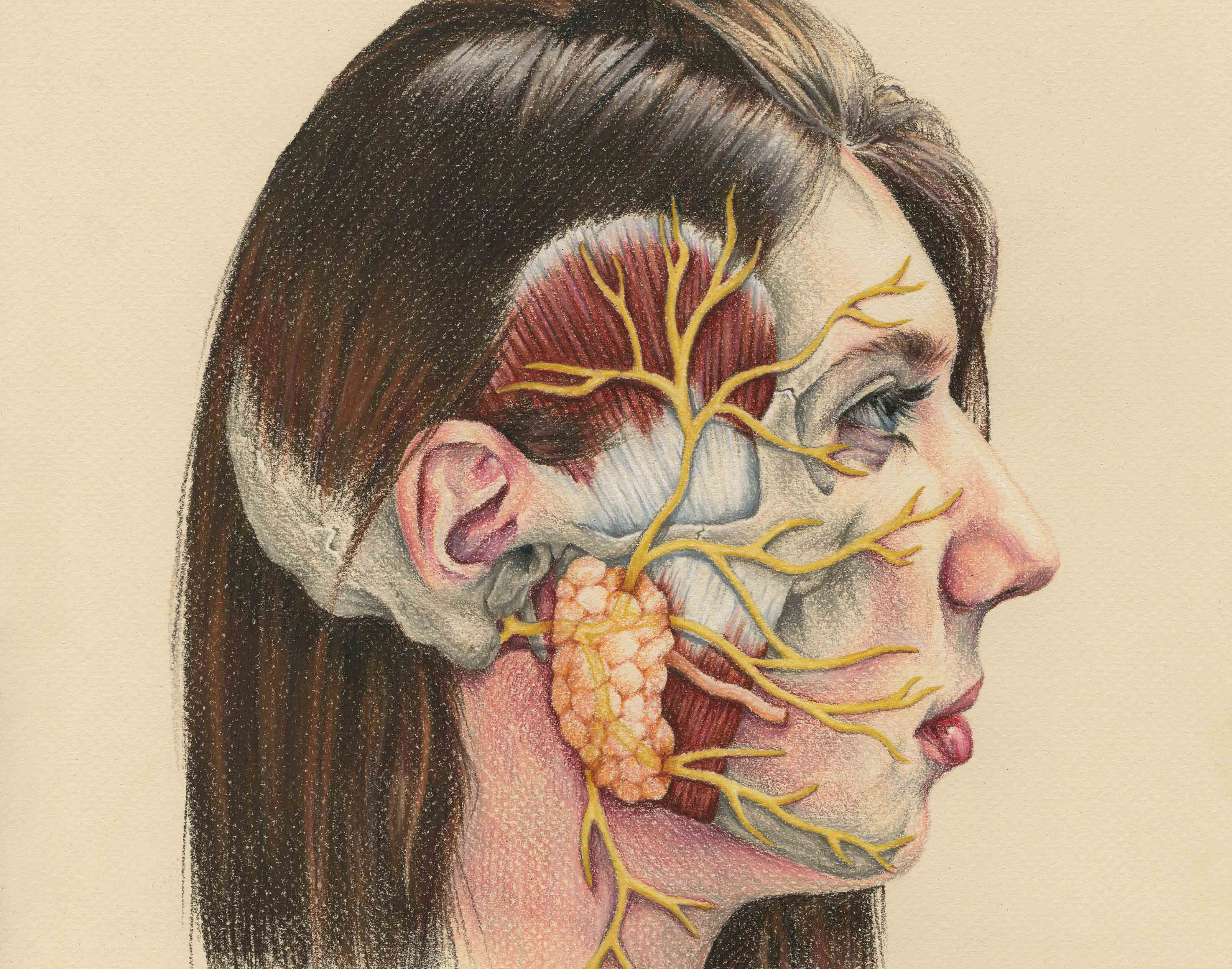 3 лицевой нерв. Nervus Facialis анатомия. Челюстно лицевые нервы анатомия. Анатомия головы человека тройничный нерв. Лицевой нерв анатомия нервы.