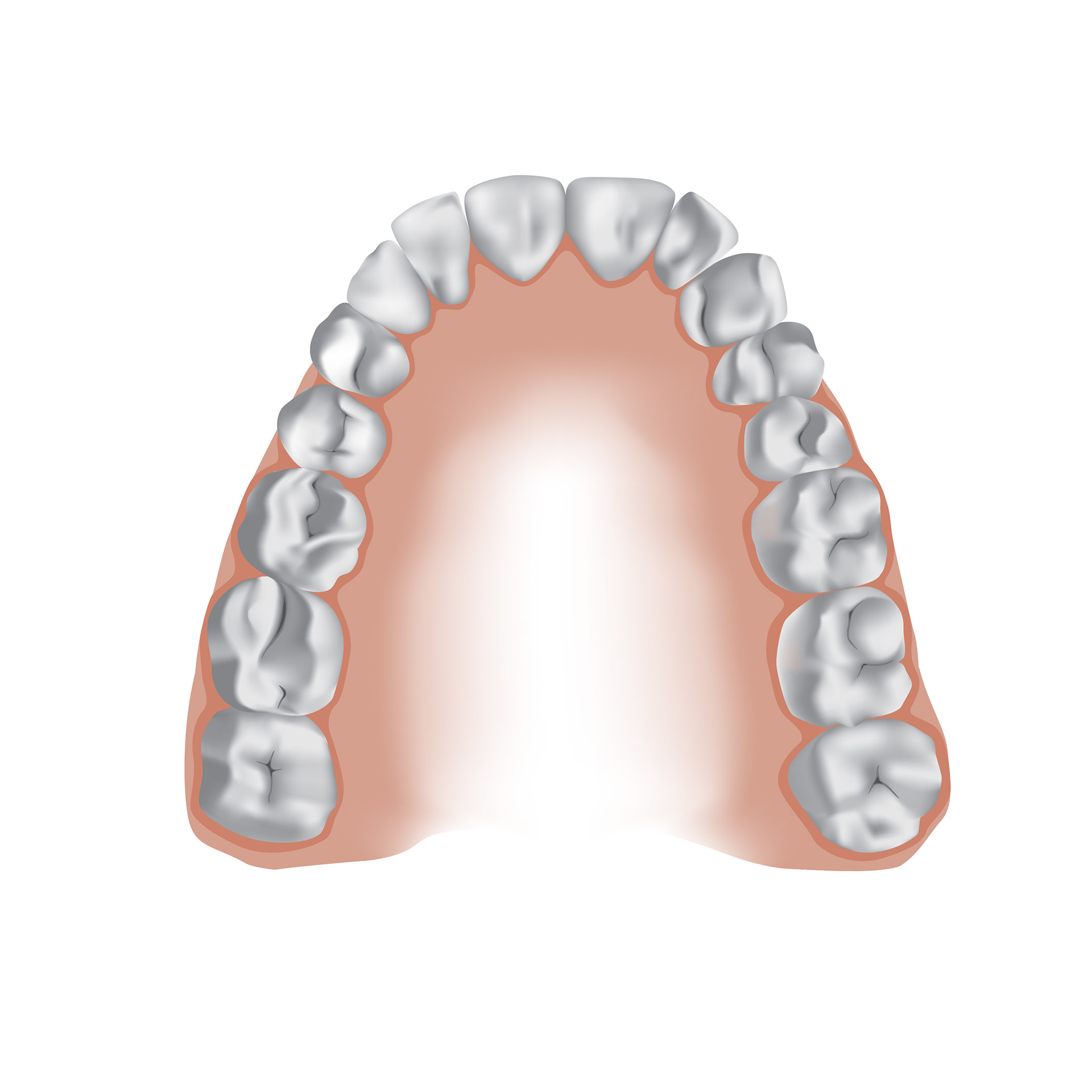 Lydia Sharp - Tooth Anatomy Poster