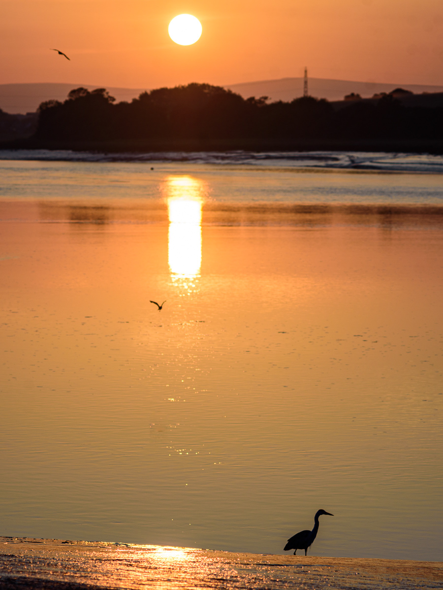 Heron
