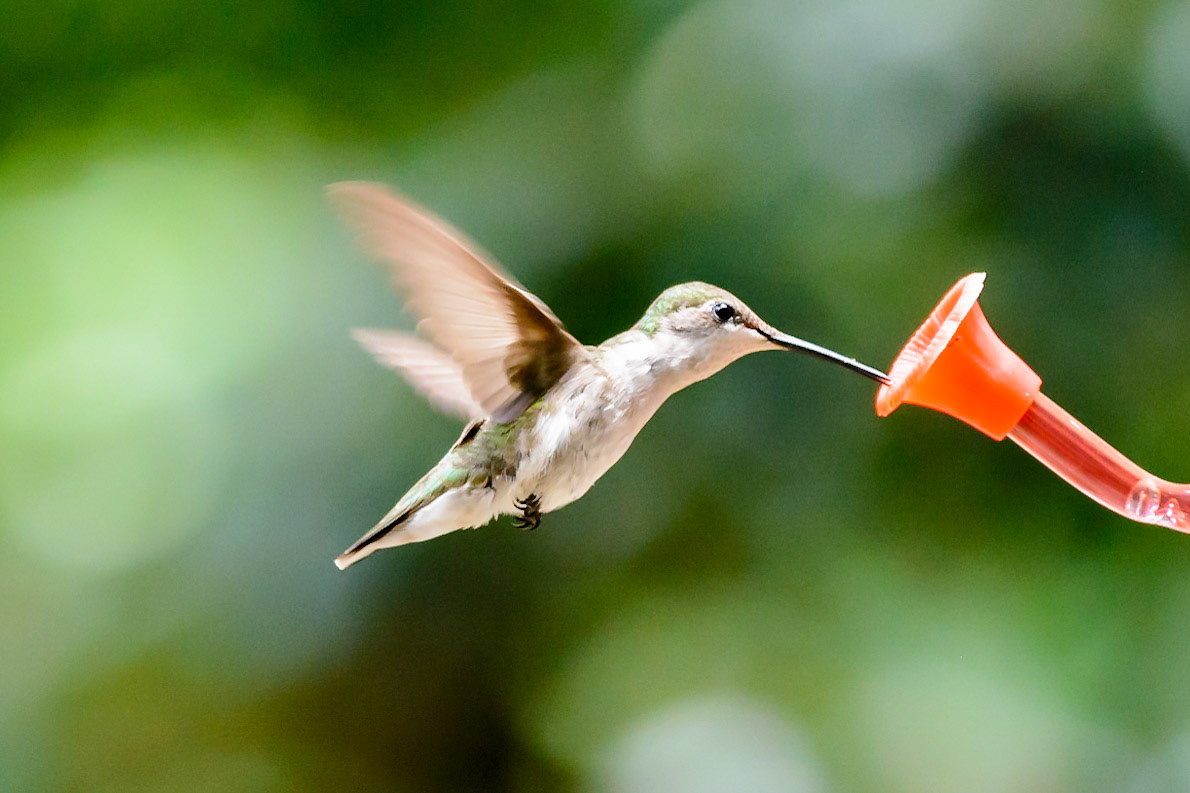 Ruby Throated Hummingbird