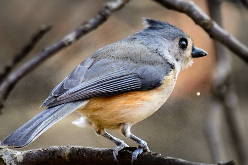 Tugted Titmouse
