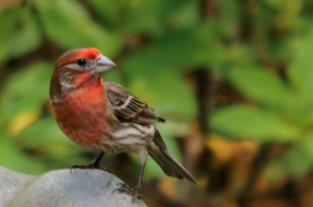 House Finch