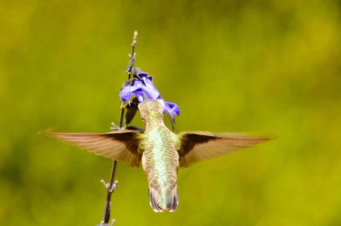 Ruby Throated Hummingbird