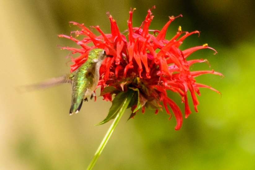 Hummingbird