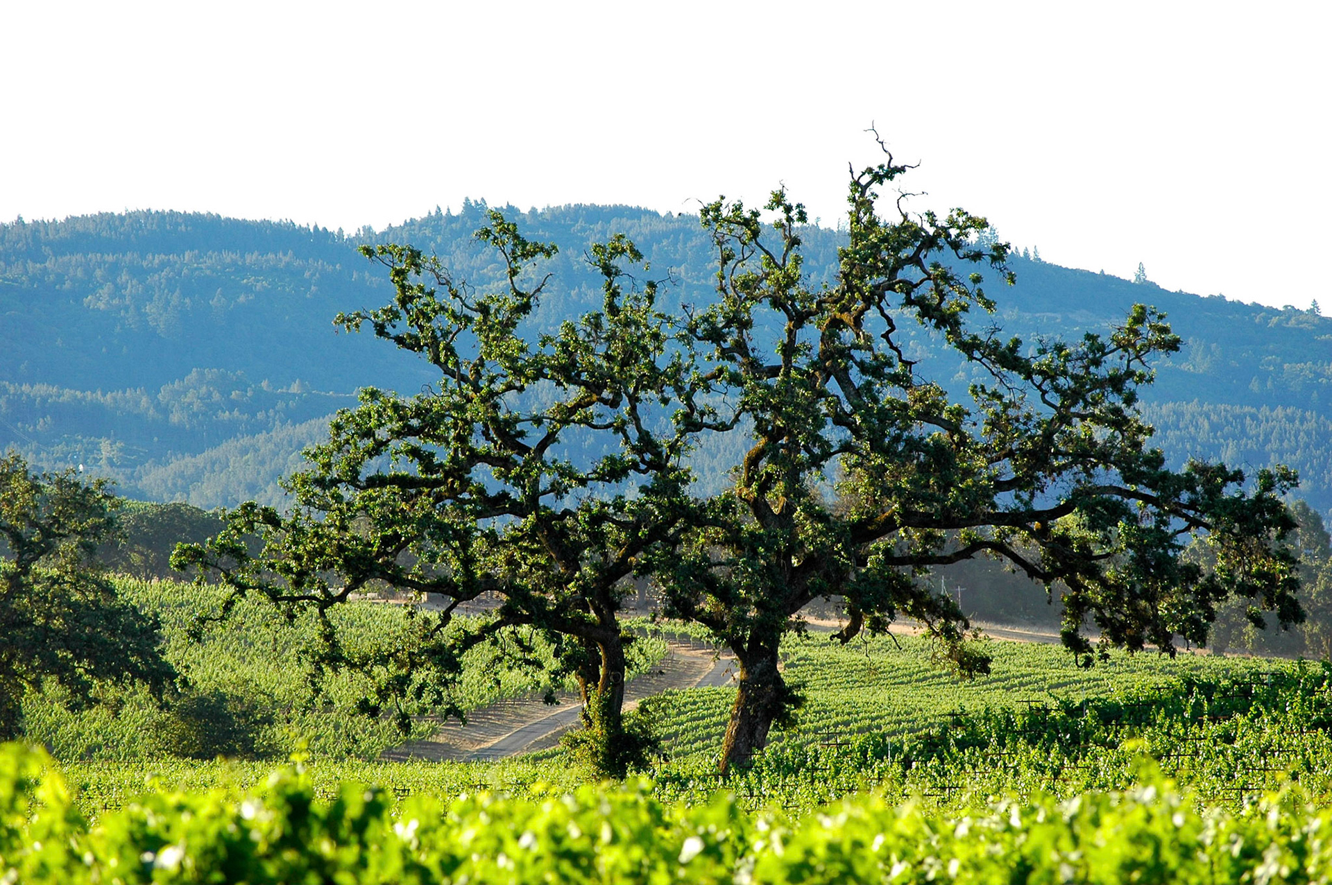 Vineyards on a hillside in Sonoma in early morning sun