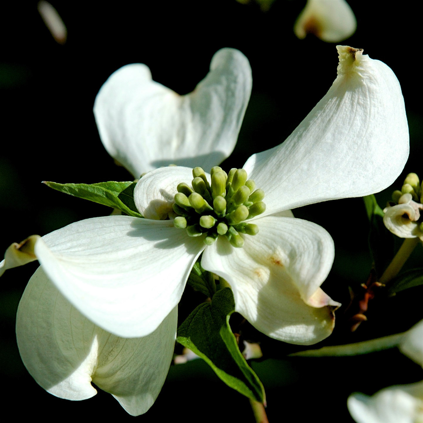 Dogwood flowers in spring in New Jersey