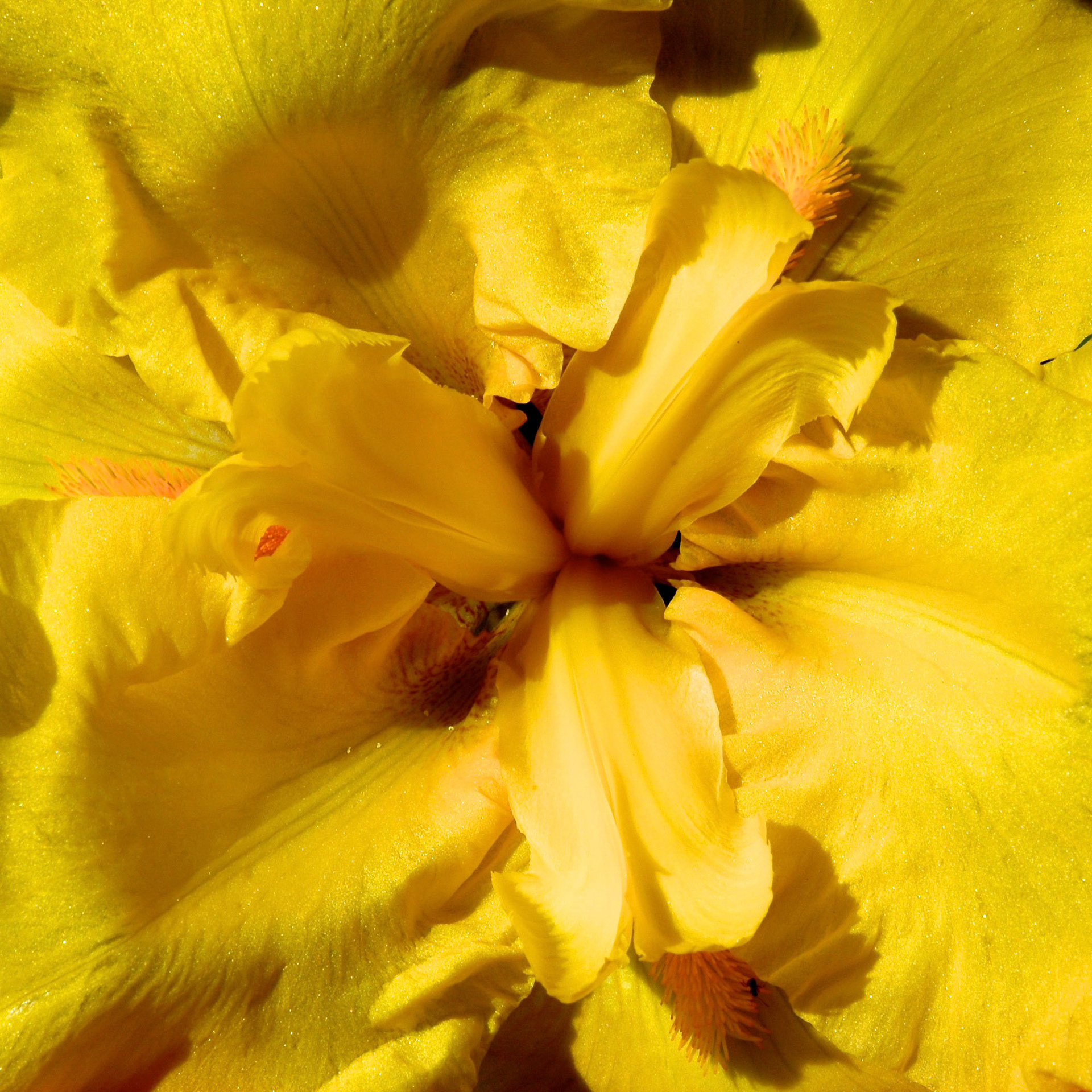 Close up of yellow iris flower