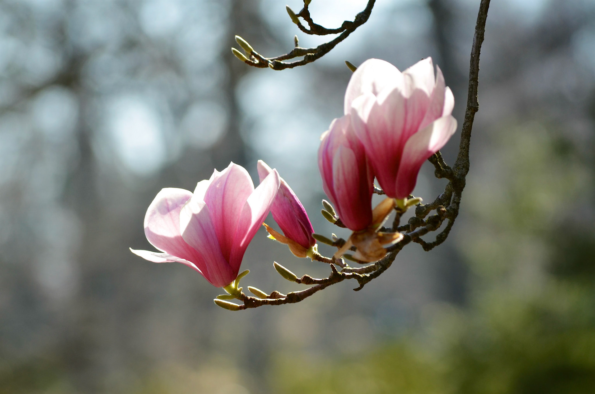 Magnolia Blossom in Reeves-Reed Arboretum, Summit NJ