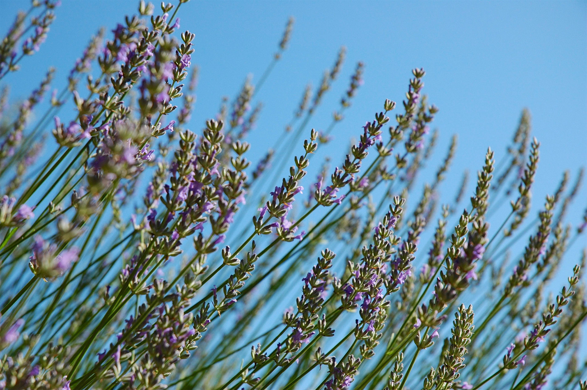 Close up of lavender against a blue sky