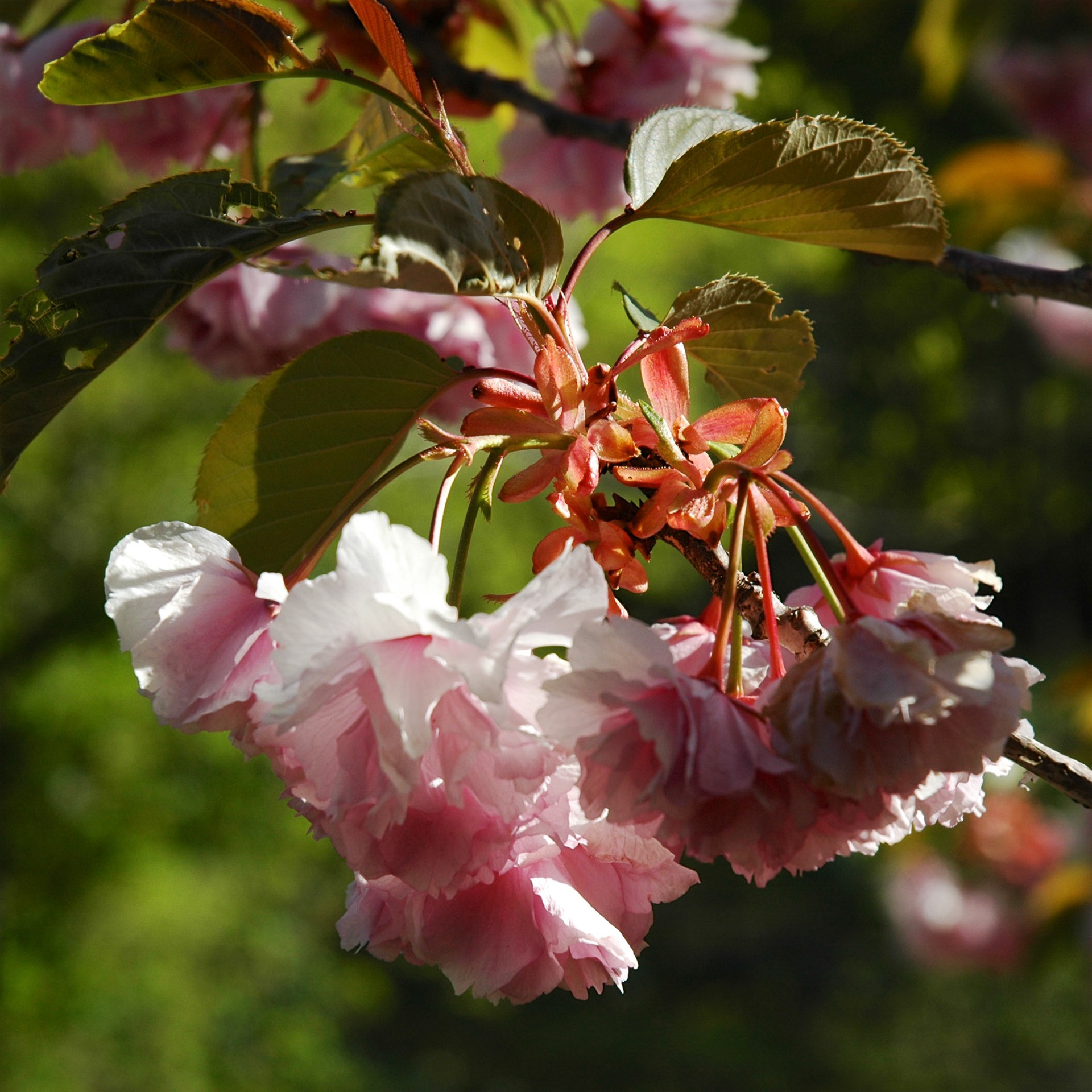 Cherry blossom in Summit New Jersey