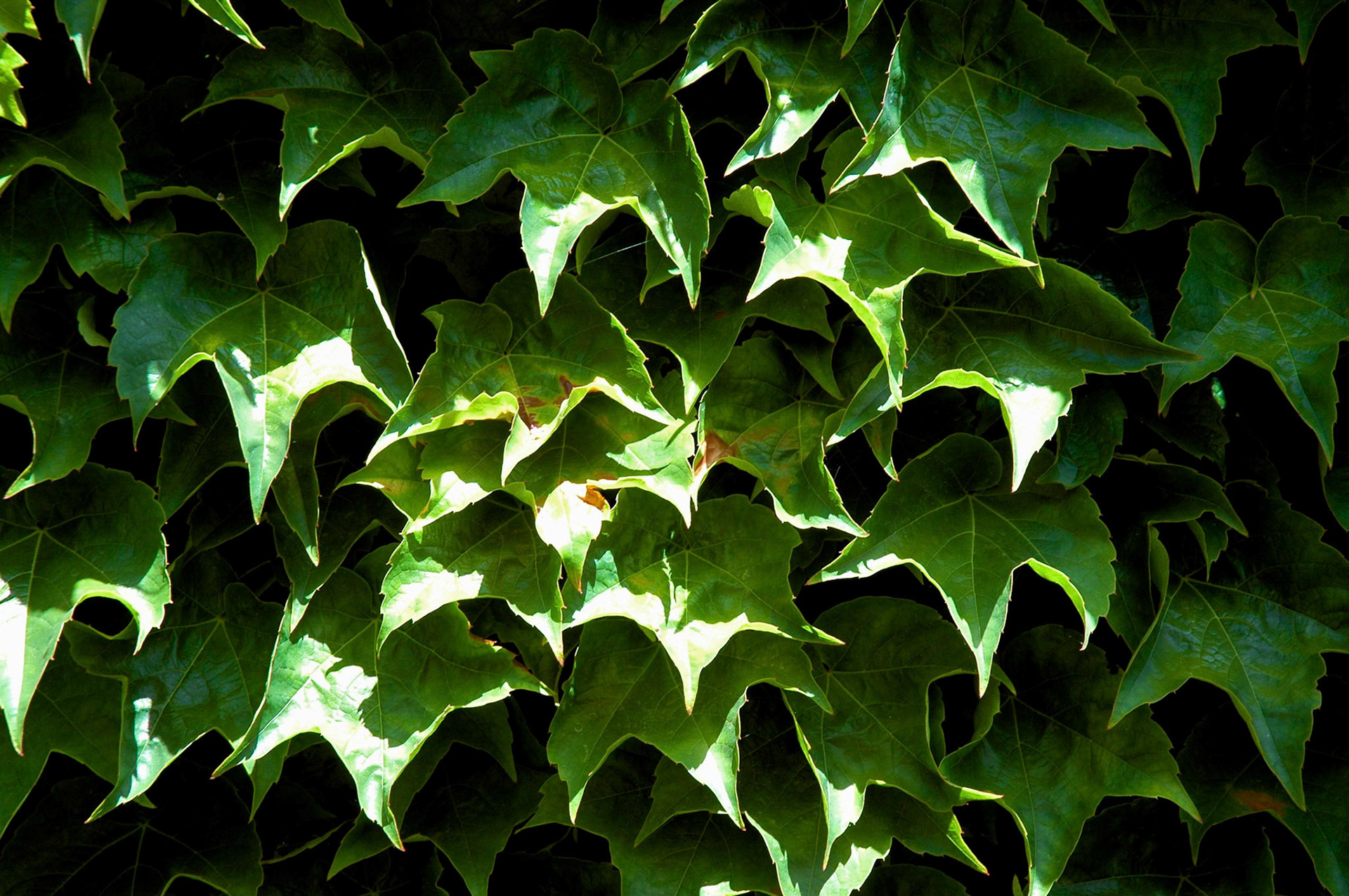 Ivy leaves in Sonoma
