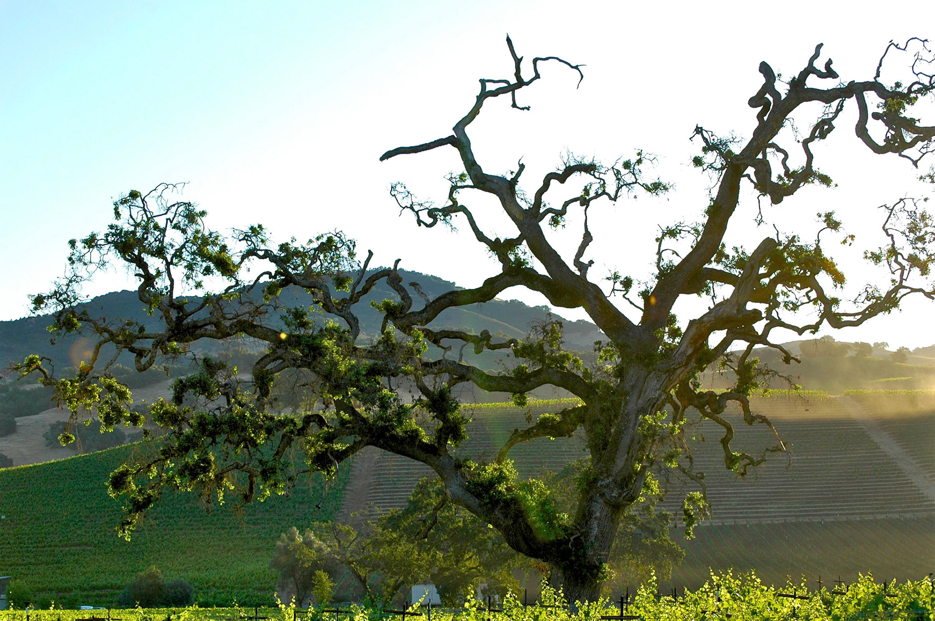 Vineyards on a hillside in Sonoma in early morning sun