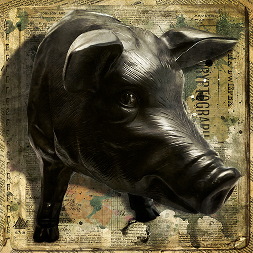 Pig