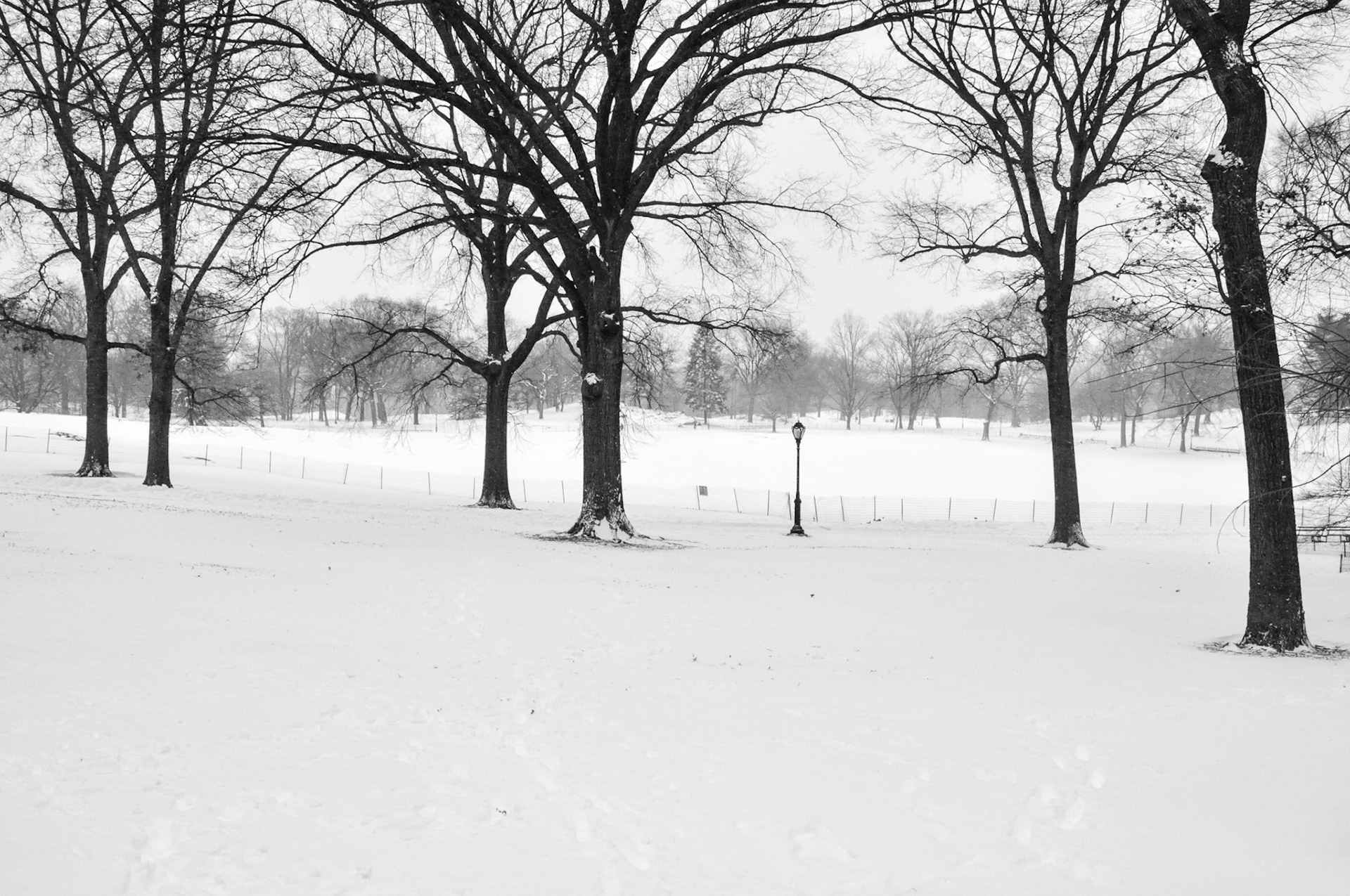 New York City's park is under 8 Inches of snow in January.