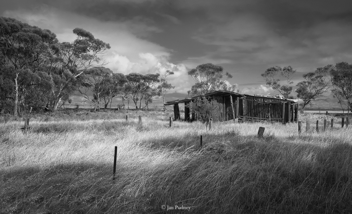 In the long grass