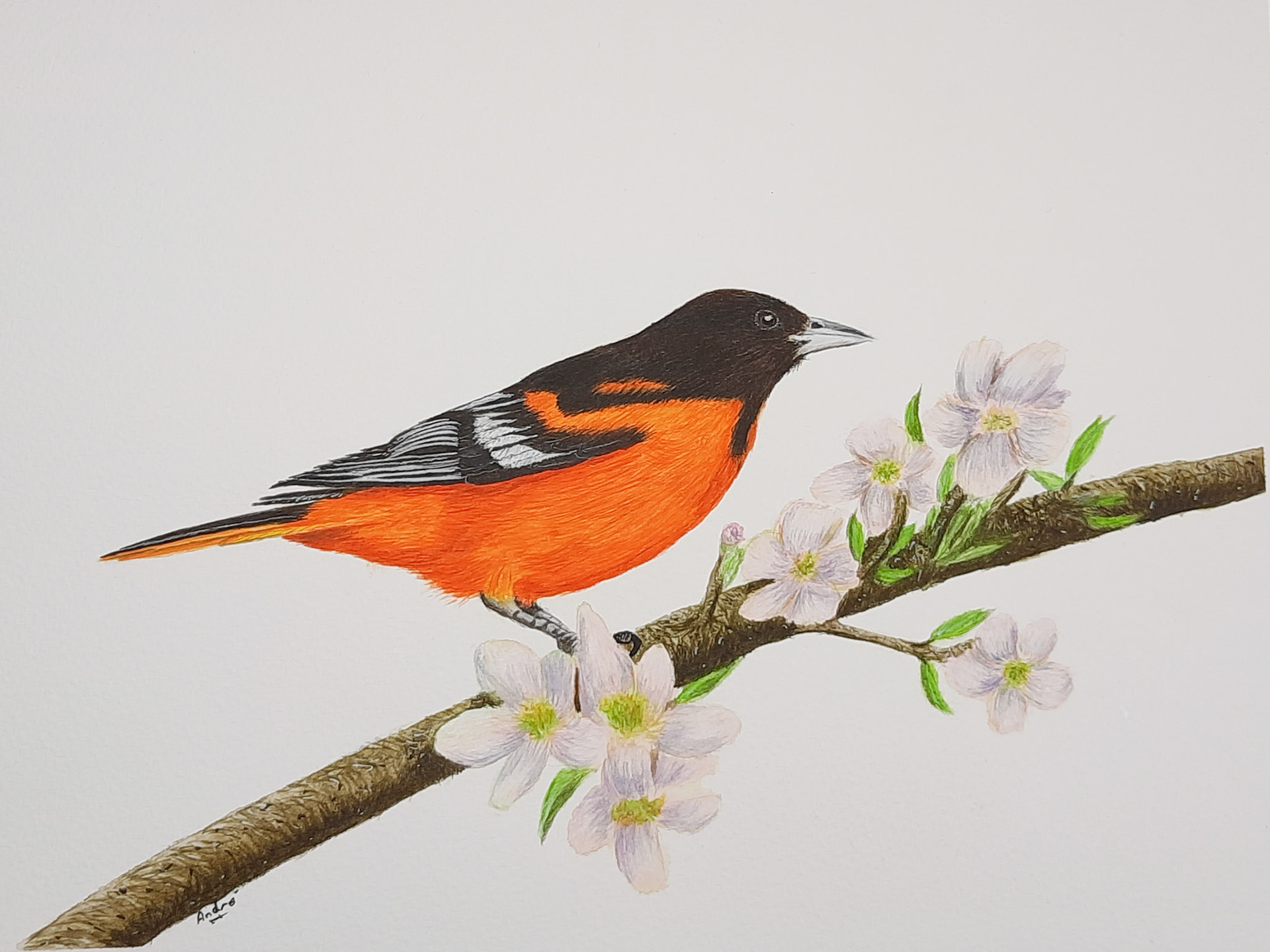 Baltimore Oriole