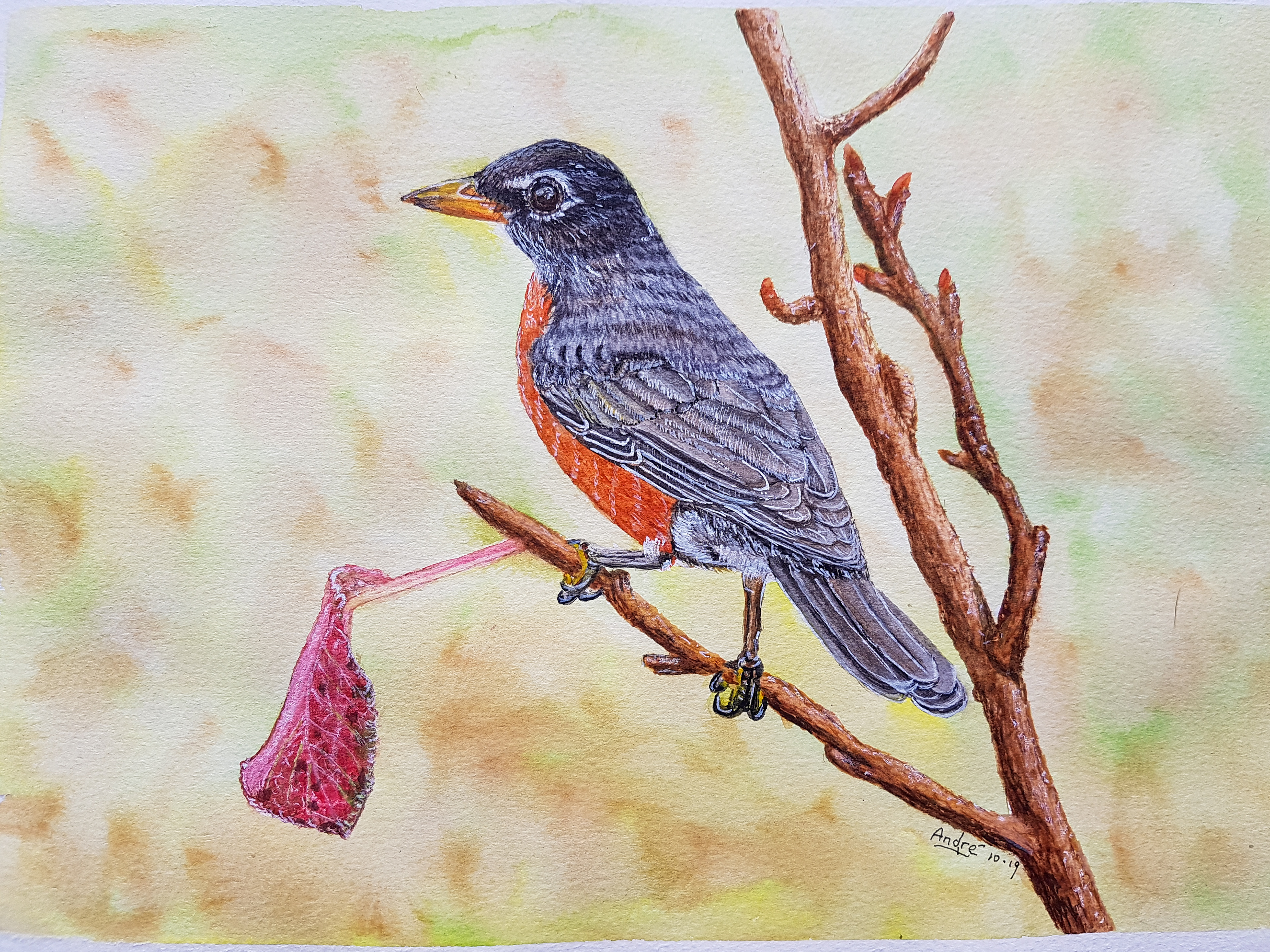American Robin A4 (Tutorial by @thedevonartist)