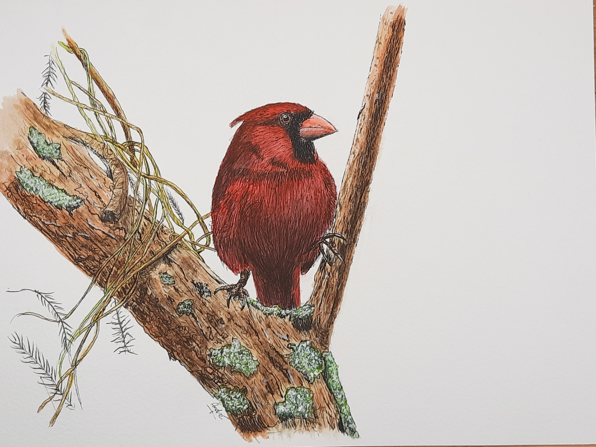 cardinal pen & Wash
