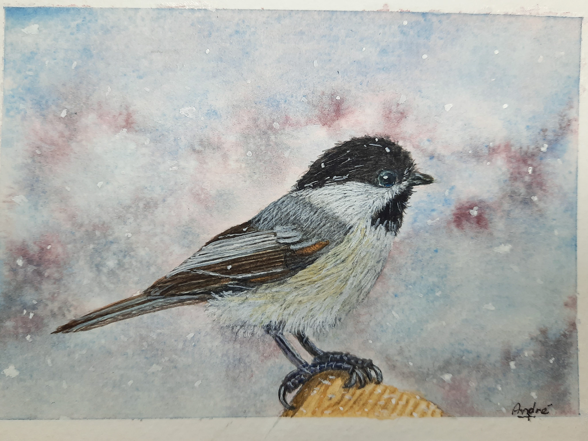 Black capeed Chickadee 10x15cm (Own ref photo)