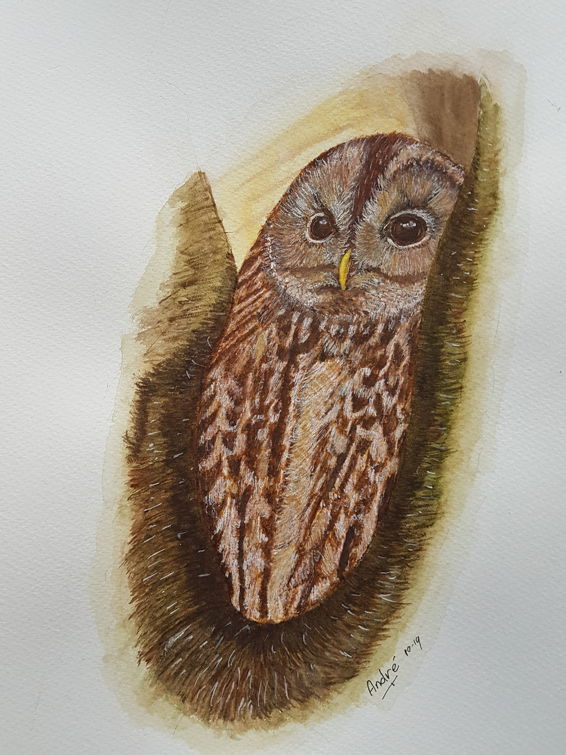 Tawny Owl A4 (own pic)
