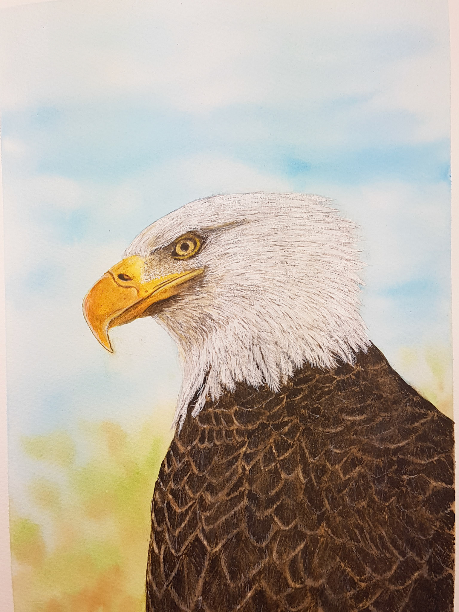 Bald Eagle A4 (Own pic)