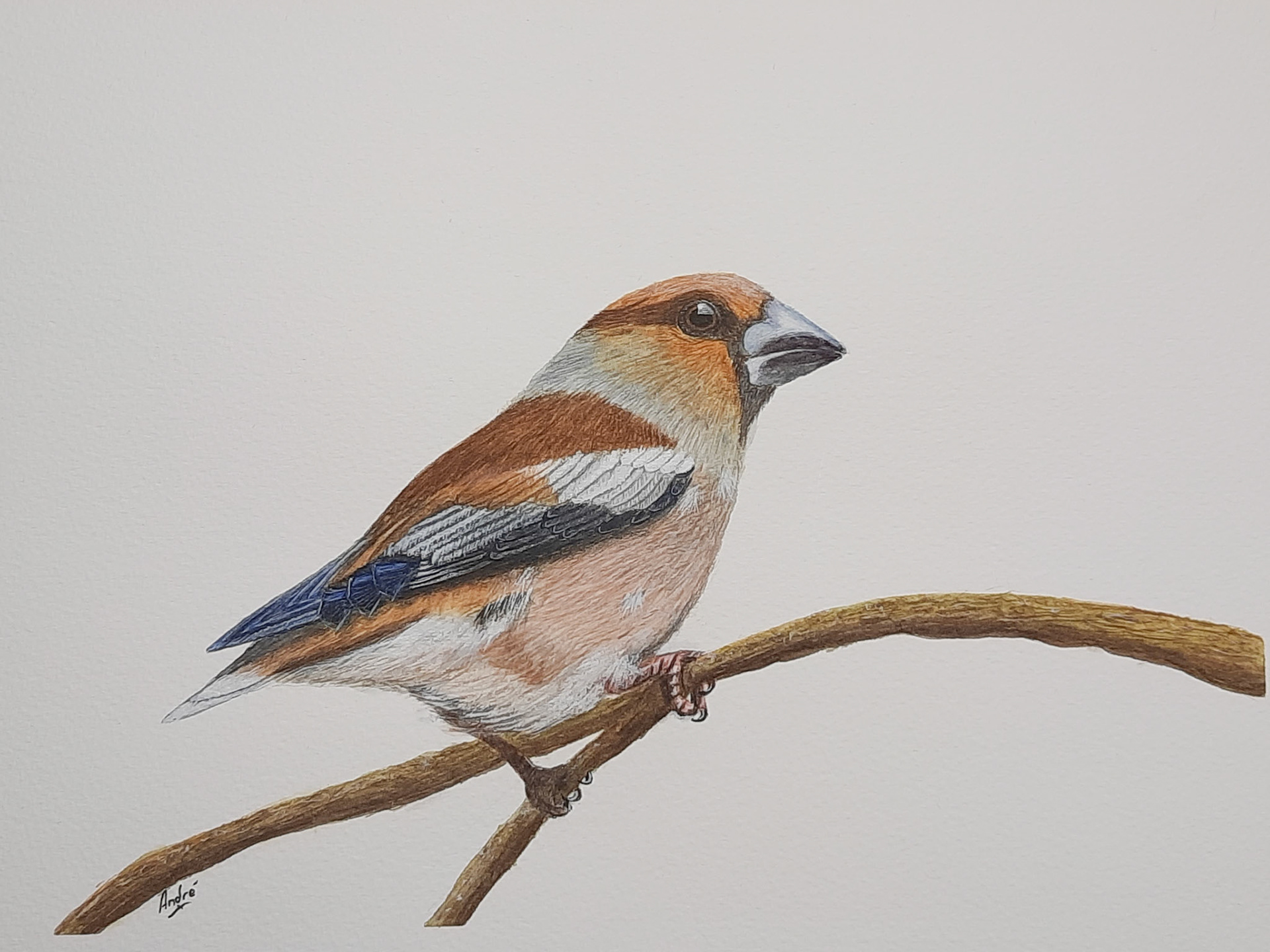 Chaffinch