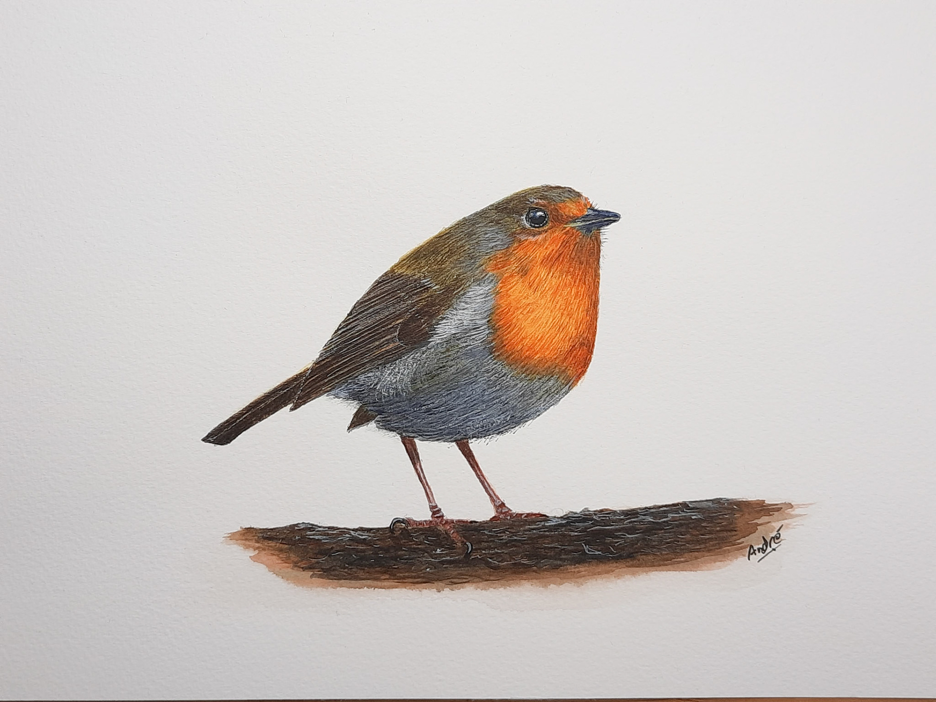 Robin A4 (Own reference photo)
