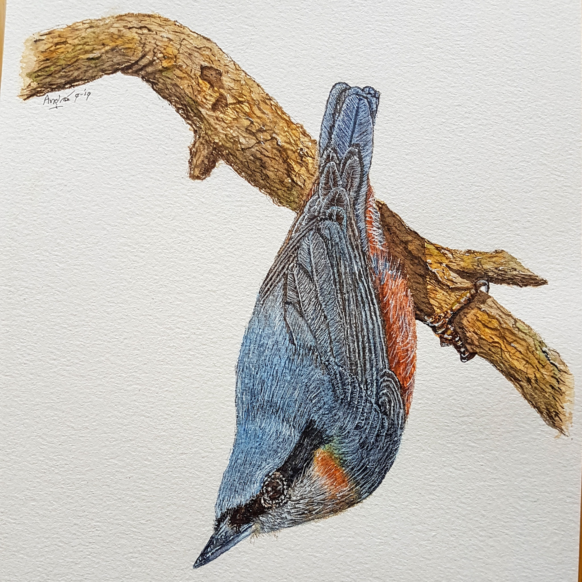 Nuthatch A4 (Tutorial by @thedevonartist)